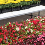 Seasonal Products